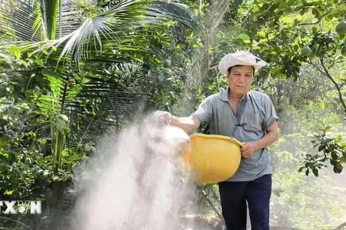 Bến Tre: Nhà vườn dồn lực phục hồi vườn cây ăn trái sau hạn mặn