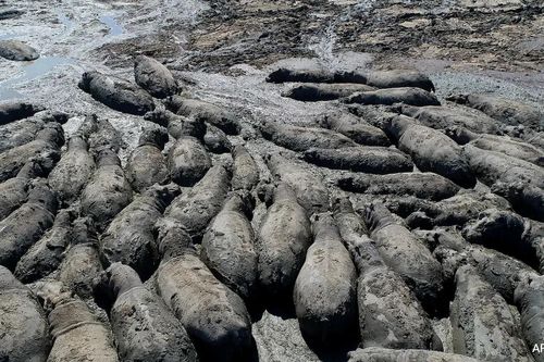 Namibia gấp rút cứu hà mã mắc cạn vì hạn hán nghiêm trọng