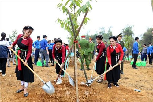 Tuyên Quang cán đích trước 1 năm Đề án trồng một tỷ cây xanh