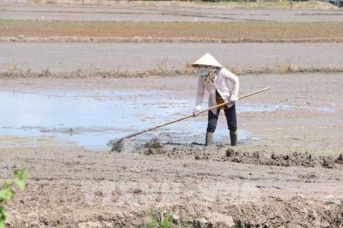 Ngành nông nghiệp báo cáo về tác động dùng cát biển làm vật liệu san lấp với sản xuất lúa