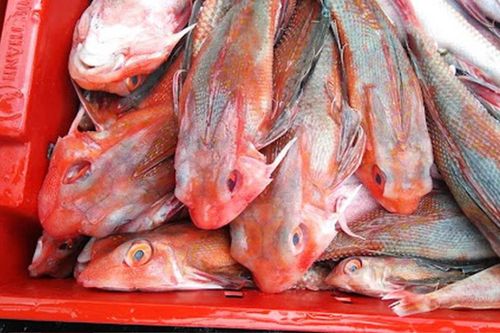 Loại cá xưa ai cũng chê, giờ thành đặc sản được chị em lùng mua, 250.000 đồng/kg