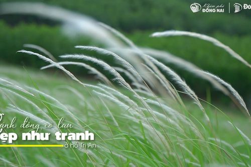 Cánh đồng cỏ lau đẹp như tranh ở hồ Trị An