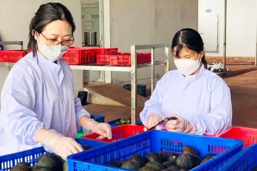 Ứng dụng tiến bộ khoa học kỹ thuật trong sản xuất và chế biến bơ