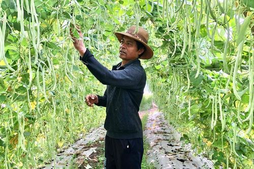 Pleiku chuyển đổi cây trồng gắn với ứng dụng công nghệ cao