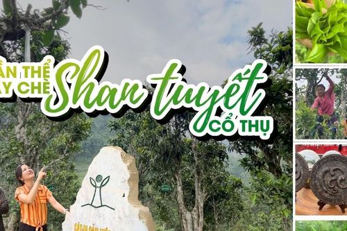 Tới Hoàng Thu Phố hái chè cổ thụ