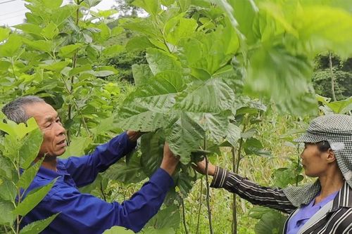 Vực lại nghề trồng dâu nuôi tằm