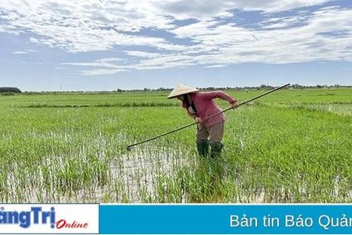 Tập trung chăm sóc lúa vụ hè thu
