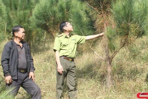 Hướng tới phát triển nghề rừng bền vững