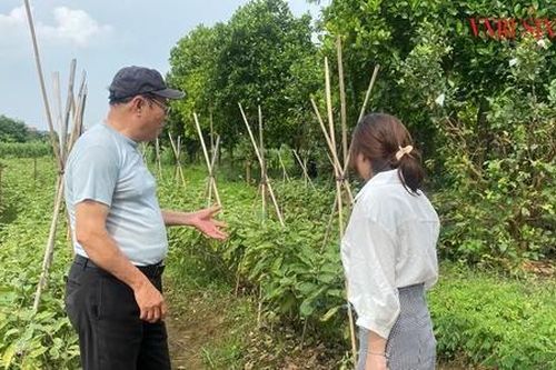 Biến đất hoang hóa ở Mê Linh thành 'đất vàng' trồng rau hữu cơ