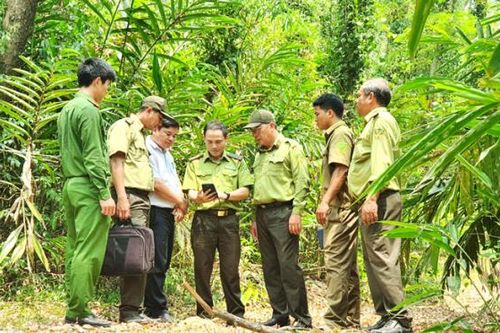 Tăng cường giải pháp bảo vệ 'lá phổi xanh' ở Phú Yên