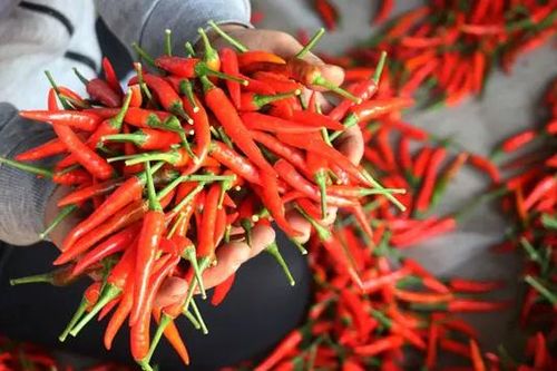 Kim ngạch xuất khẩu ớt tăng tới 36%