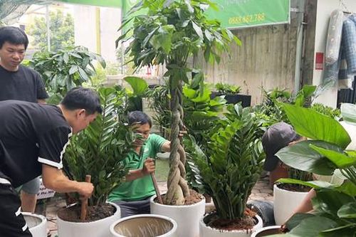 Chọn và chăm sóc cây xanh mùa hè