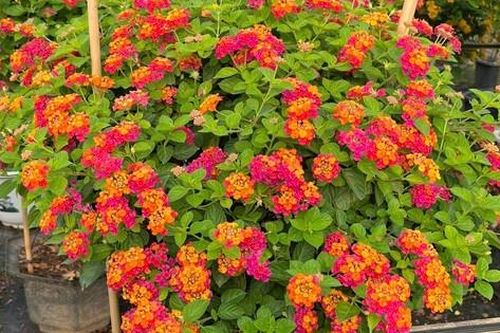 Cây cảnh hoa nở quanh năm đẹp rực rỡ, cắm vào đất cũng lên nhanh, giúp trị ho, còn mang lại vượng khí khi trồng