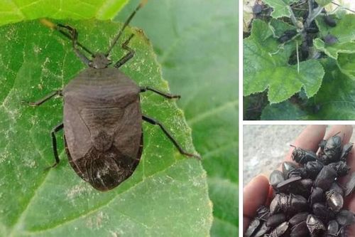 Cảnh giác với các 'thương lái' thu mua bọ xít đen giá 'khủng'