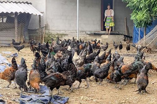 Thái Nguyên hướng tới phát triển nông nghiệp xanh