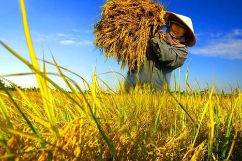 Mang sự tử tế ra đồng ruộng