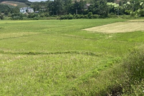 Dưới đập nước lúa vẫn 'khát'