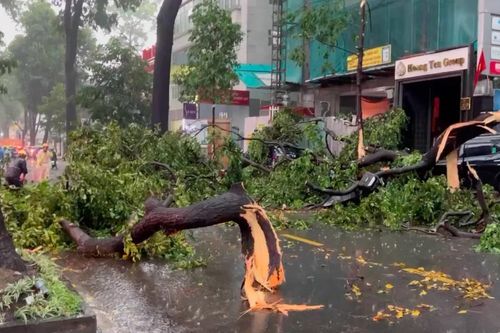 Nhiều cây xanh gãy, đổ sau cơn mưa đá ở TPHCM