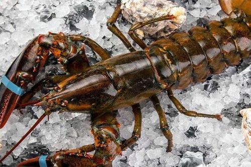 Tôm hùm Alaska giá 'siêu rẻ' bất ngờ đổ bộ chợ mạng