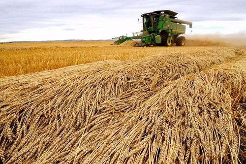 Mỹ cắt giảm ước tính sản lượng lúa mì của Nga vì sương giá