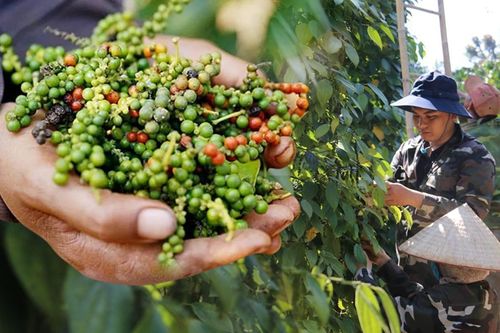 Cơn sốt 'vàng đen' thứ 2 trong lịch sử: Việt Nam có kho hàng lớn nhất thế giới