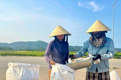 Bất cập từ việc nông dân dùng 'thóc thịt' để sản xuất hè thu ở Nghệ An