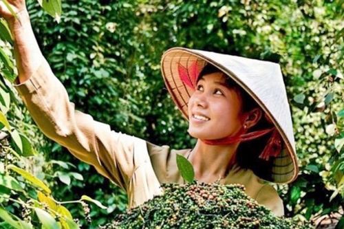Cơn sốt 'vàng đen' thứ 2 trong lịch sử