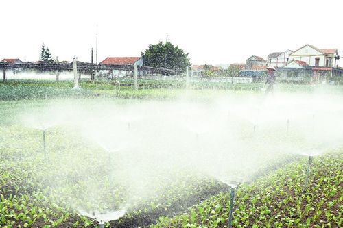 Nắng nóng, nông dân vựa rau Nghệ An tăng tần suất tưới béc phun mưa
