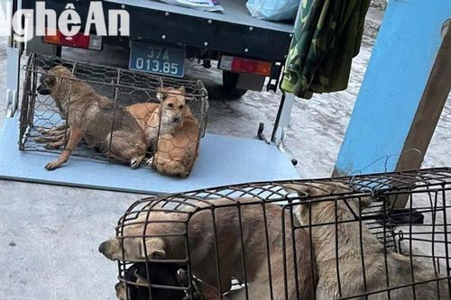 Công an huyện Yên Thành triệt xóa ổ nhóm trộm chó, bắt giữ 3 đối tượng