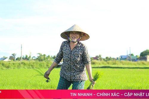 Nông dân Hà Tĩnh nhanh tay tỉa dặm, chăm sóc lúa hè thu