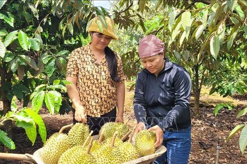 Tăng hiệu quả kinh tế từ trồng sầu riêng theo tiêu chuẩn VietGAP