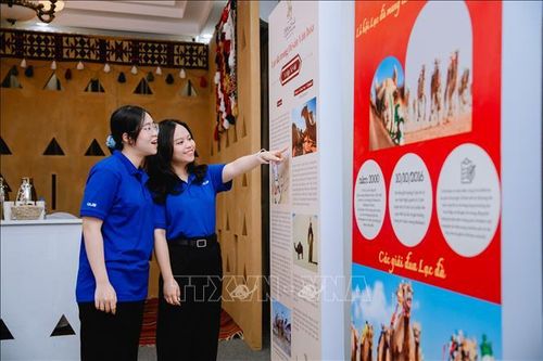 Lần đầu tiên tổ chức Ngày quốc tế Lạc đà ở Việt Nam