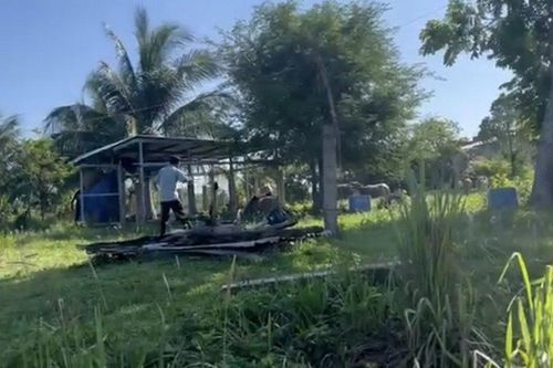 Bình Thuận: Công an xã đang tiếp cận bắt trâu điên húc người đi đường