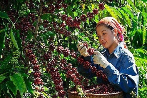 Giá nông sản 14/6: Hồ tiêu đột ngột lao dốc, xoài Tương Dương giá cao