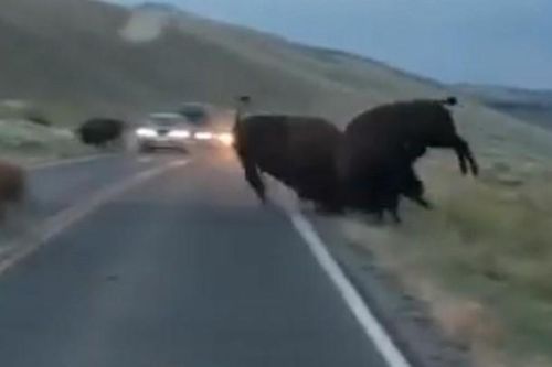 Clip: Tranh giành con cái, bò rừng bison húc nhau chí tử giữa đường cao tốc
