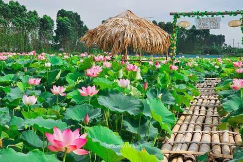 Đẹp ngẩn ngơ đầm sen đang vào chính vụ ở Bắc Giang
