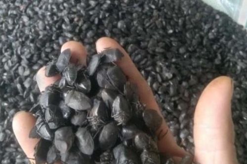 Tuyên Quang: Khuyến cáo cảnh giác với thủ đoạn lừa đảo mua bọ xít giá cao