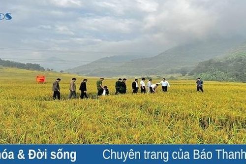 Dẻo thơm gạo nếp vùng biên