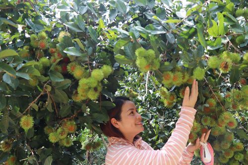 Quảng bá, mở rộng thị trường cho trái cây Đồng Nai