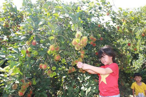 Chuyên đề: Rộn ràng Lễ hội trái cây Long Khánh: Xây dựng thương hiệu thủ phủ trái cây đặc sản