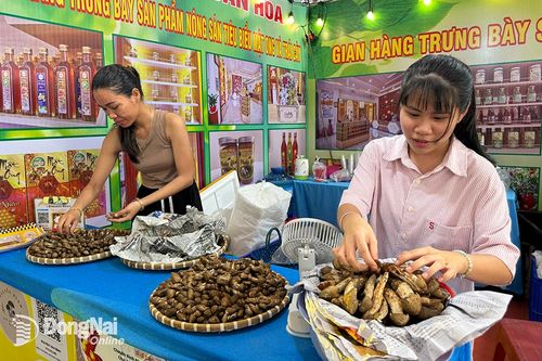 Nấm mối đầu mùa được bán với giá cao