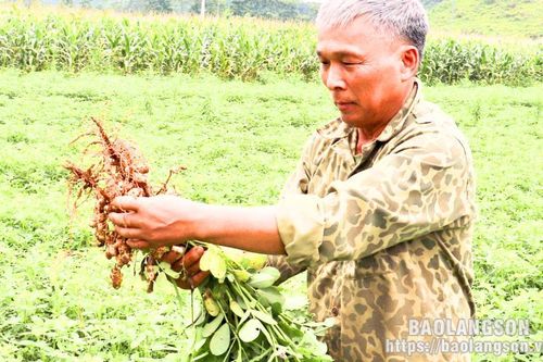 Xây dựng nhãn hiệu tập thể, nâng giá trị lạc đỏ Chi Lăng