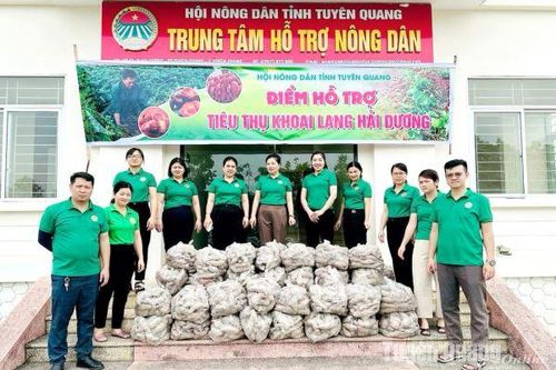 Hội Nông dân tỉnh hỗ trợ tiêu thụ khoai lang cho nông dân Hải Dương