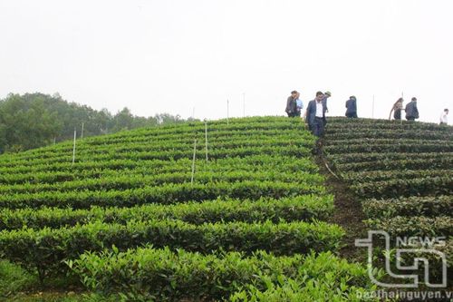 Đồng Hỷ: Diện tích chè giống mới chiếm 82%