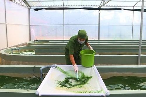 HTX gặp khó với tiêu chuẩn hữu cơ Việt Nam