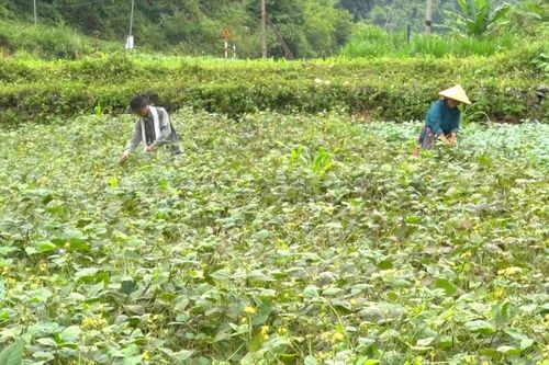 Hạ Lang tổng sản lượng lương thực vụ đông - xuân ước đạt 7.982 tấn