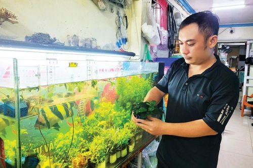 Thú chơi thủy sinh