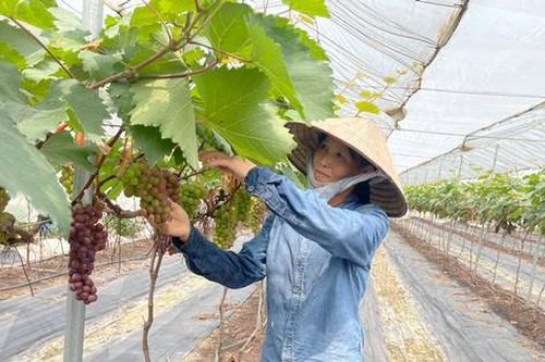 Động lực từ các hợp tác xã tại Thường Tín