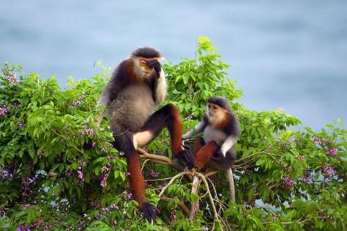 Gặp những người trẻ say mê bảo tồn động thực vật hoang dã