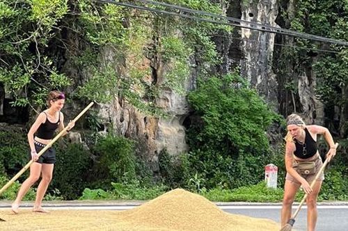 Du khách nước ngoài nhận 'bão tim' khi giúp người dân 'chạy lúa' tại Ninh Bình